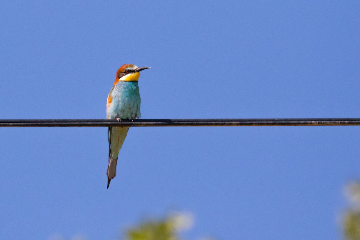 European Bee-eater - ML100797481