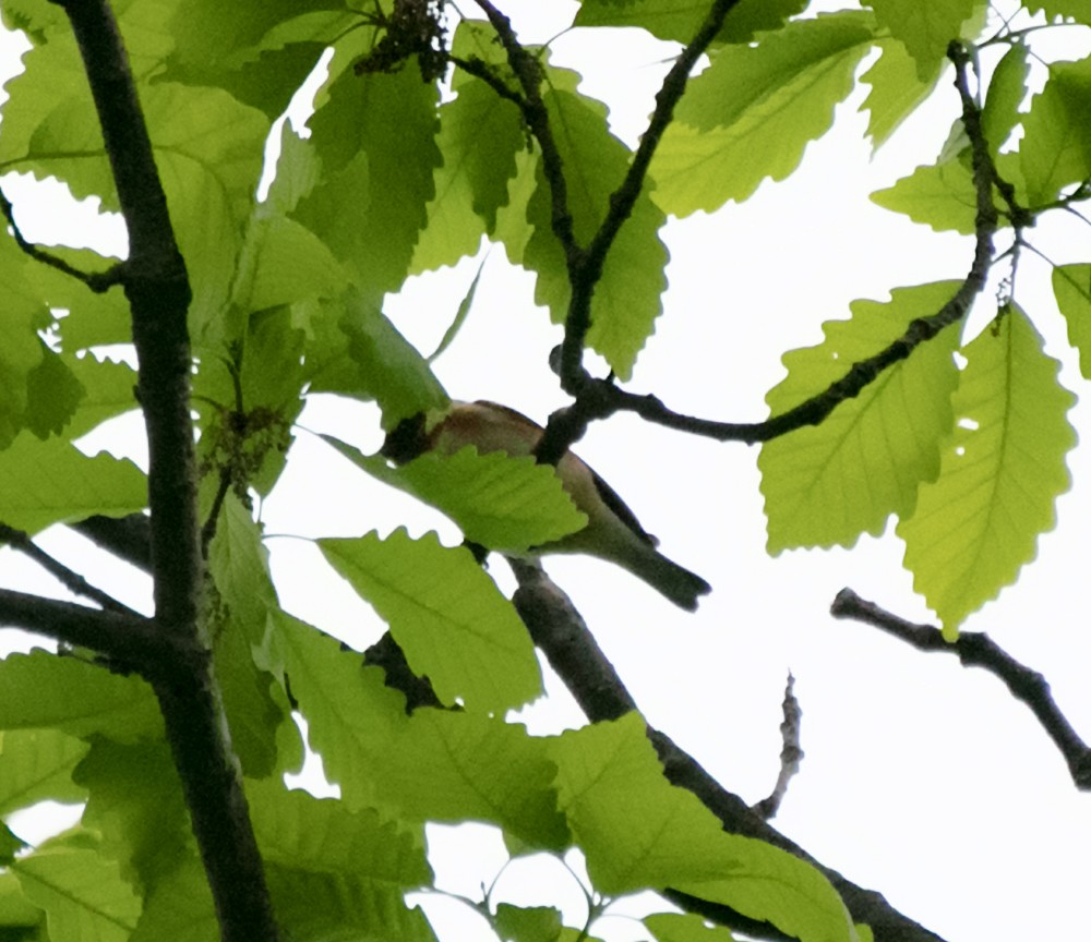Bay-breasted Warbler - John Good