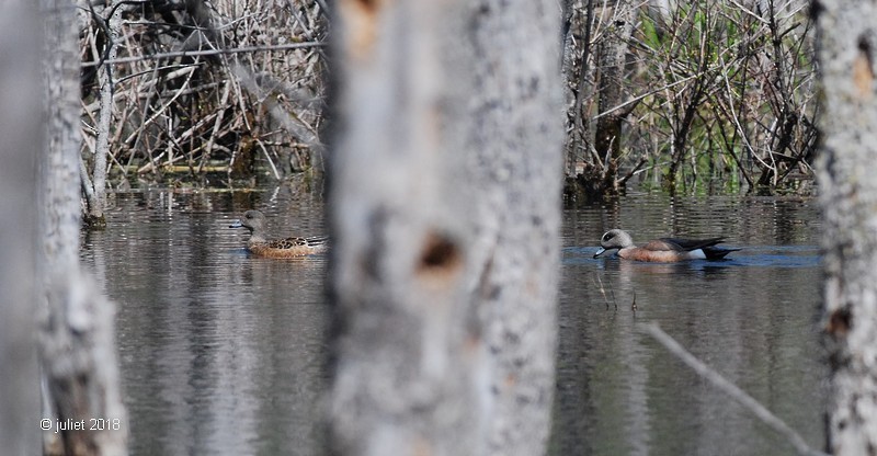 American Wigeon - Julie Tremblay (Pointe-Claire)