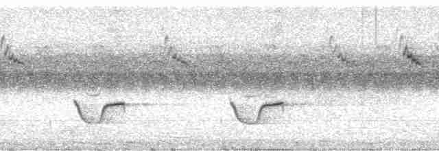Эфиопский дрозд [группа abyssinicus] - ML1008