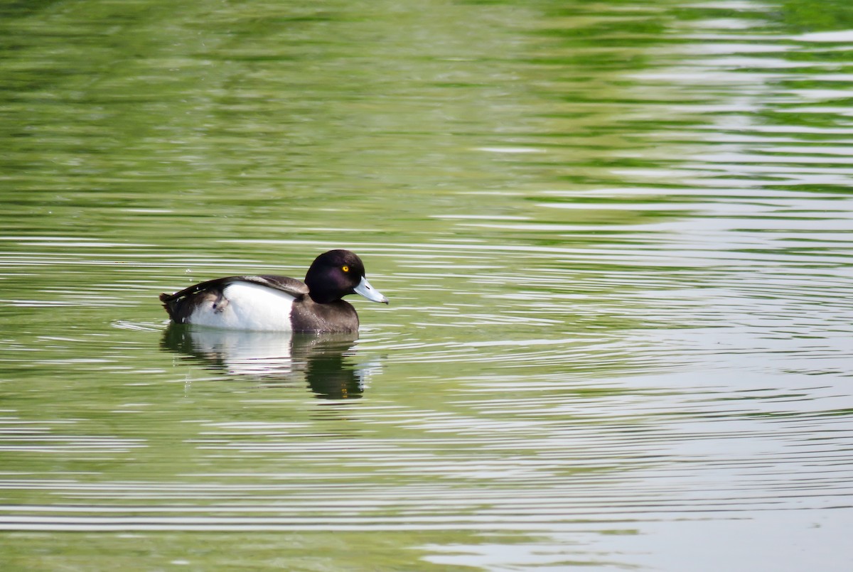 Tufted Duck - ML100806821