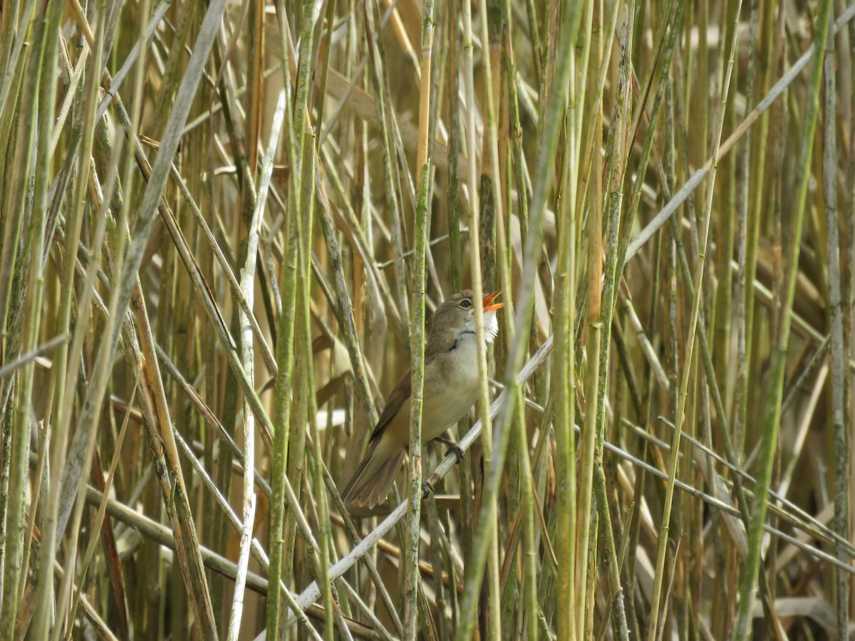 Common Reed Warbler - ML100807901