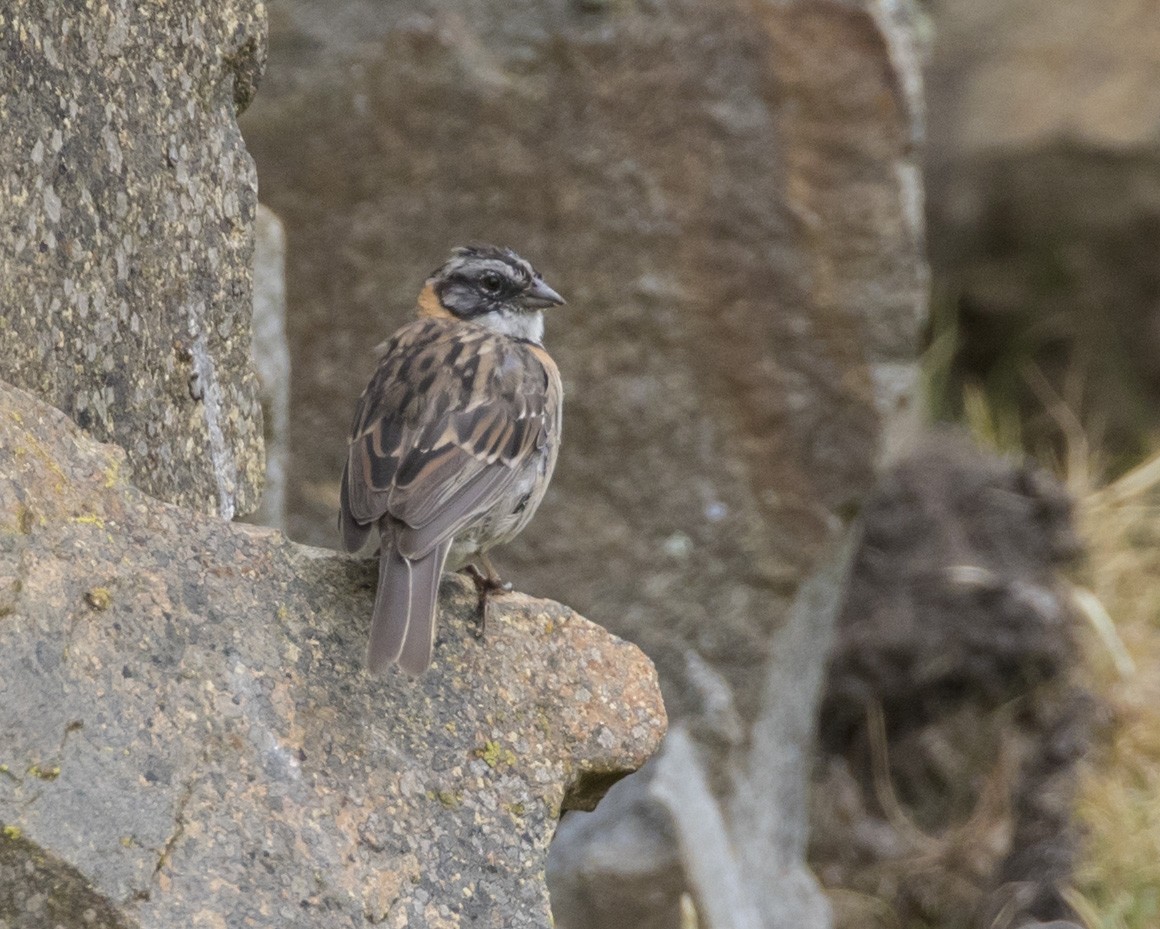 Rufous-collared Sparrow - ML100807921