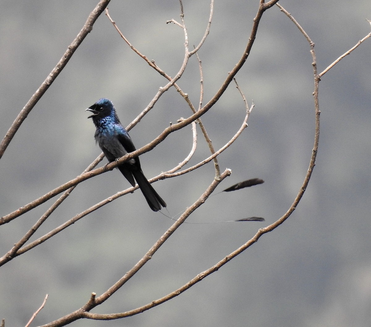 Lesser Racket-tailed Drongo - ML100810171