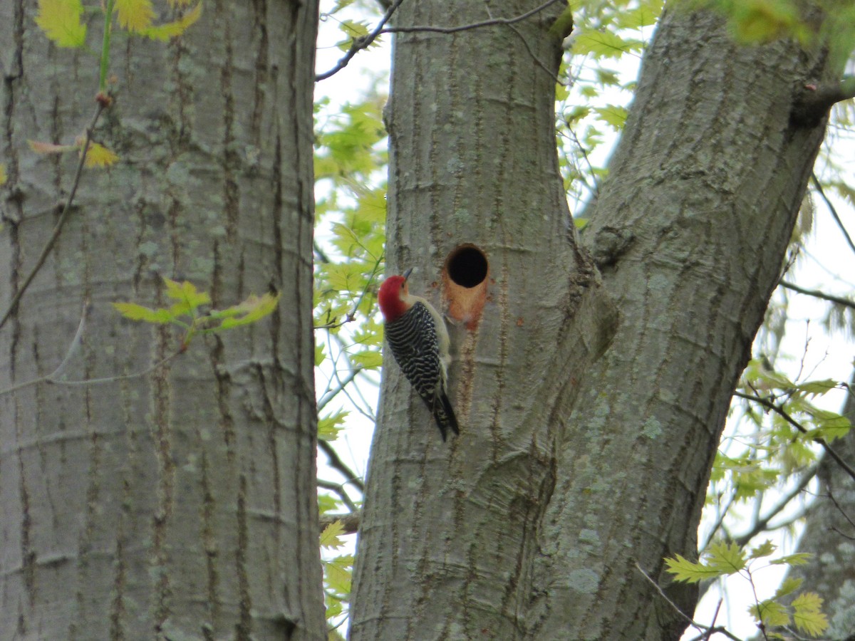 Red-bellied Woodpecker - Deb Drexler