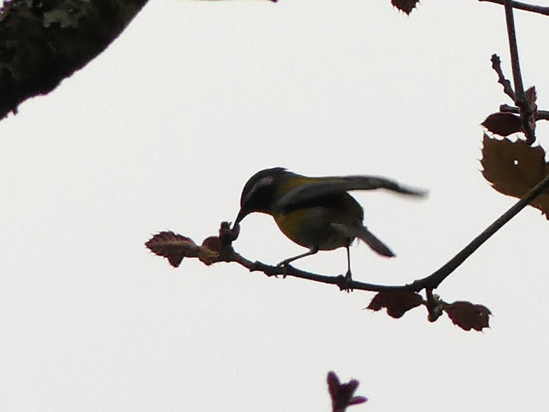 Crescent-chested Warbler - ML100813951