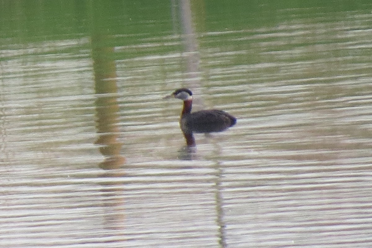 Red-necked Grebe - ML100815281