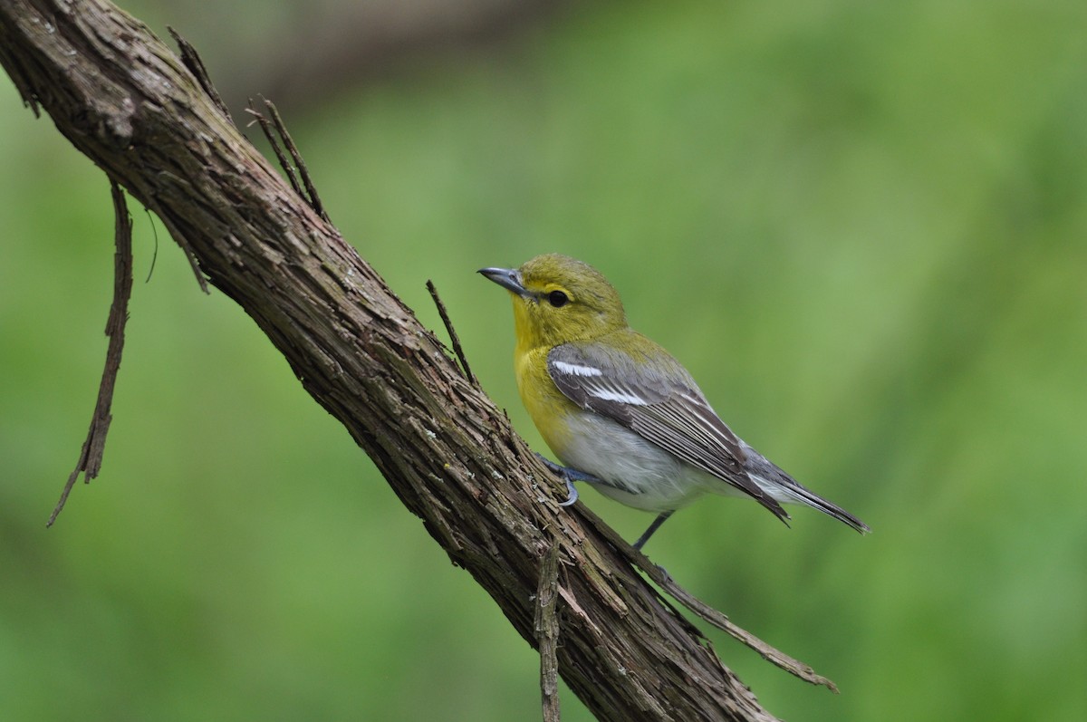 Yellow-throated Vireo - Ethan Gosnell