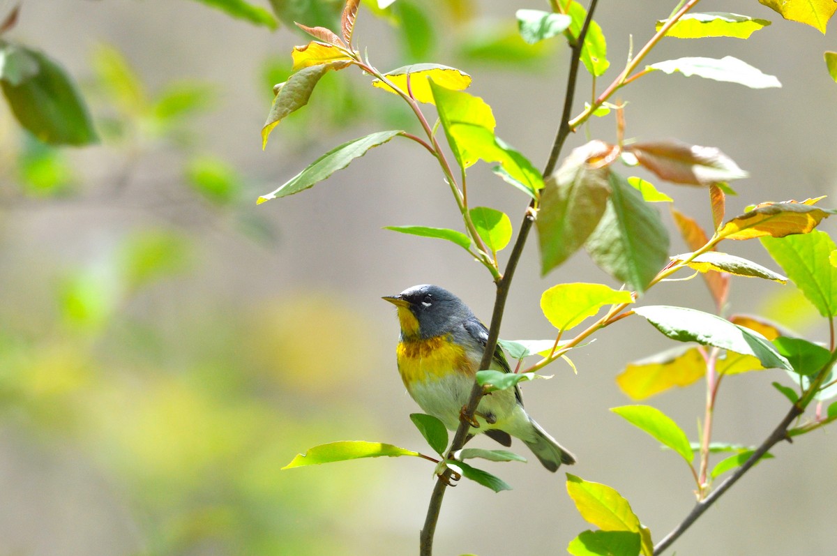 Northern Parula - Ethan Gosnell