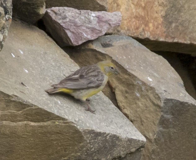 Bright-rumped Yellow-Finch - Mouser Williams