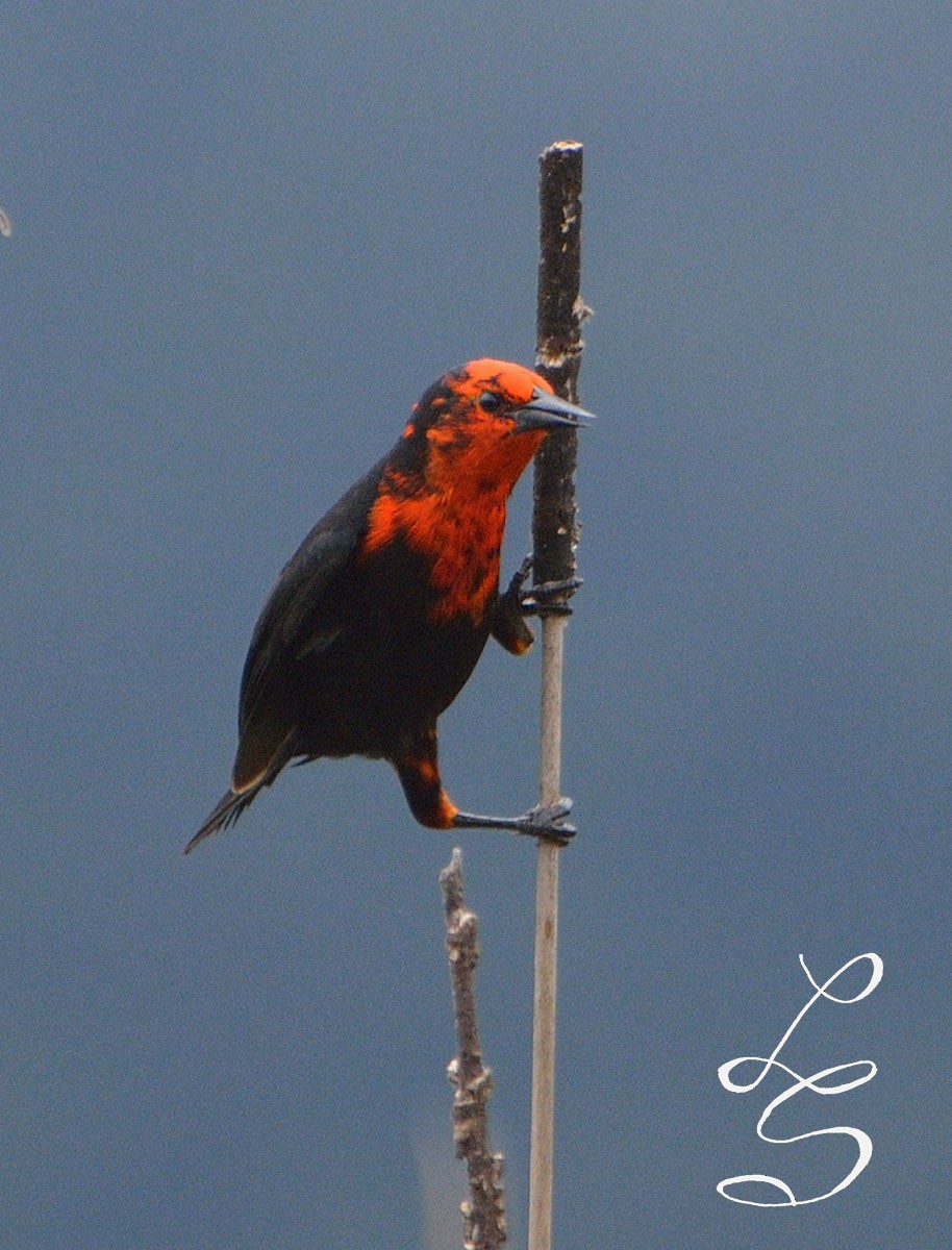 Scarlet-headed Blackbird - ML100826821