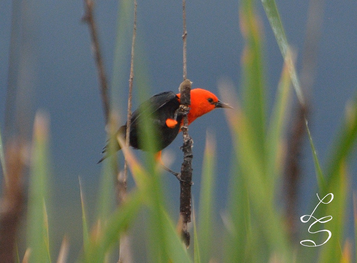 Scarlet-headed Blackbird - Luis Fernandez