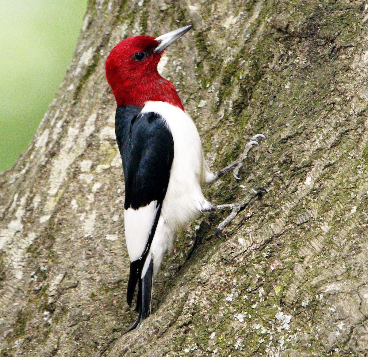 Red-headed Woodpecker - ML100827181