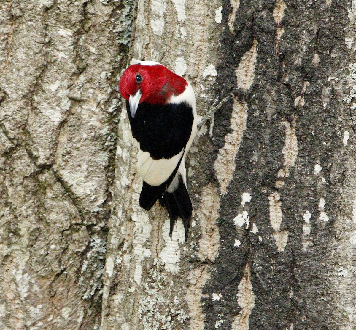 Red-headed Woodpecker - Lou Falcon