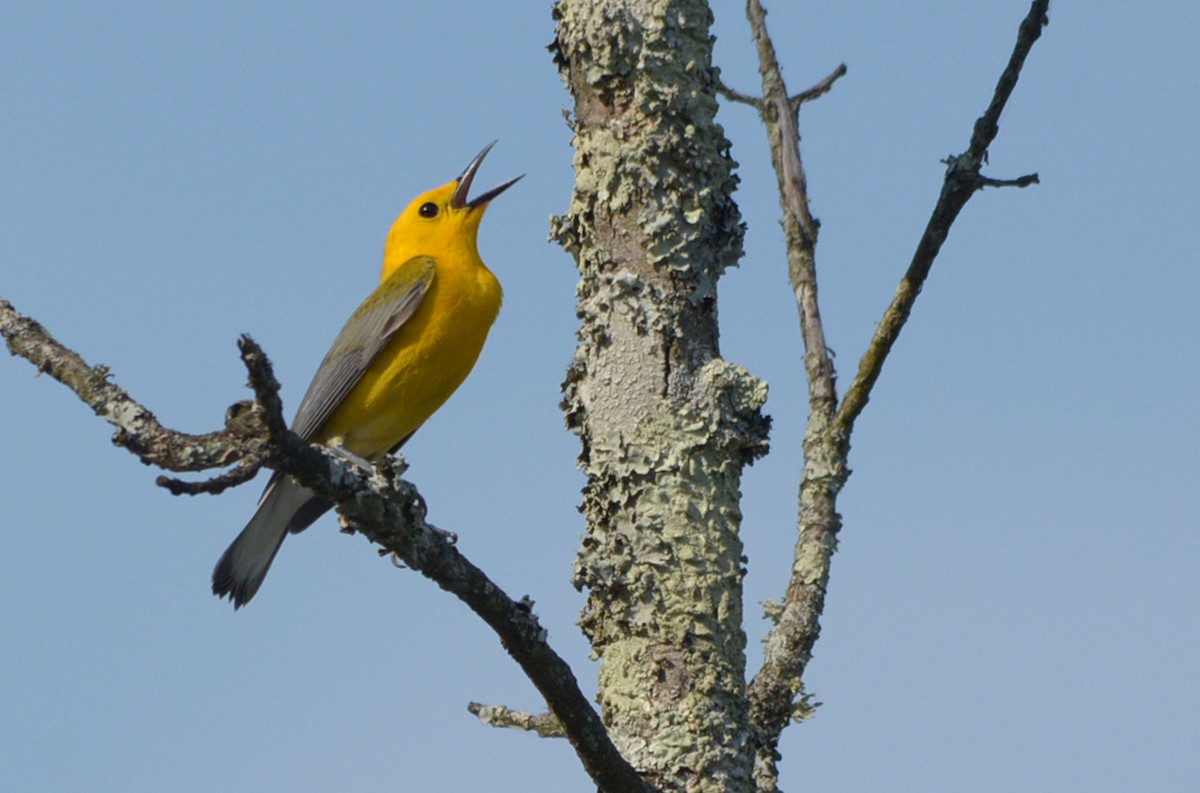 Prothonotary Warbler - ML100829081