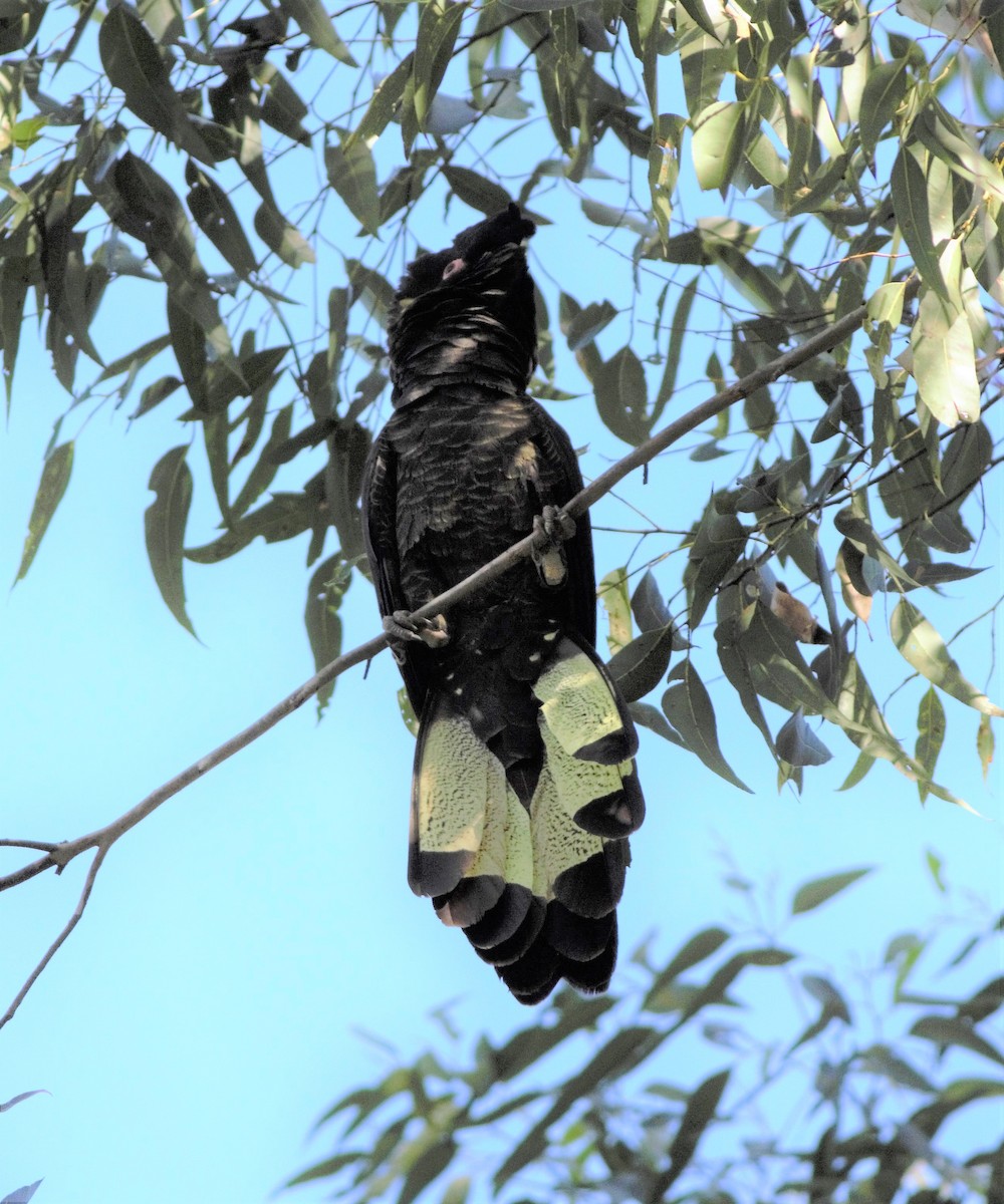 Yellow-tailed Black-Cockatoo - Greg Roberts