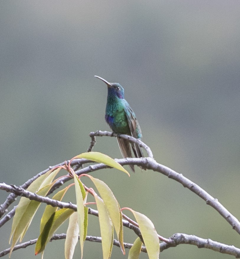 kolibřík modrolící - ML100833021