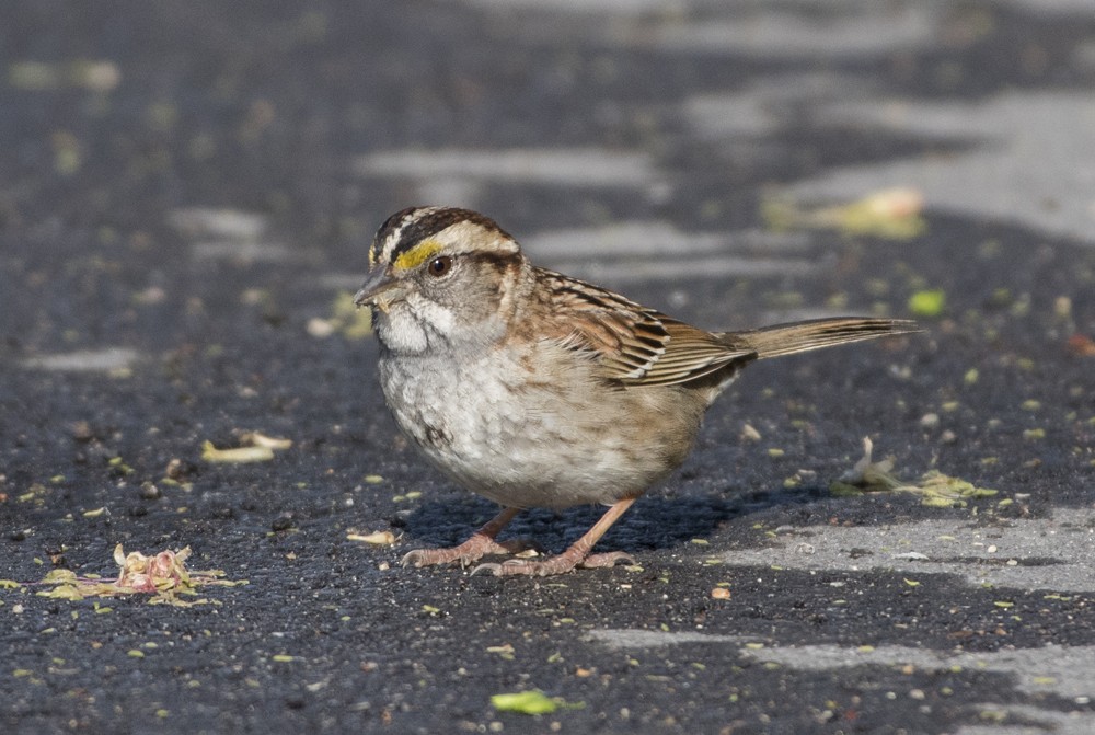 White-throated Sparrow - Annie McLeod