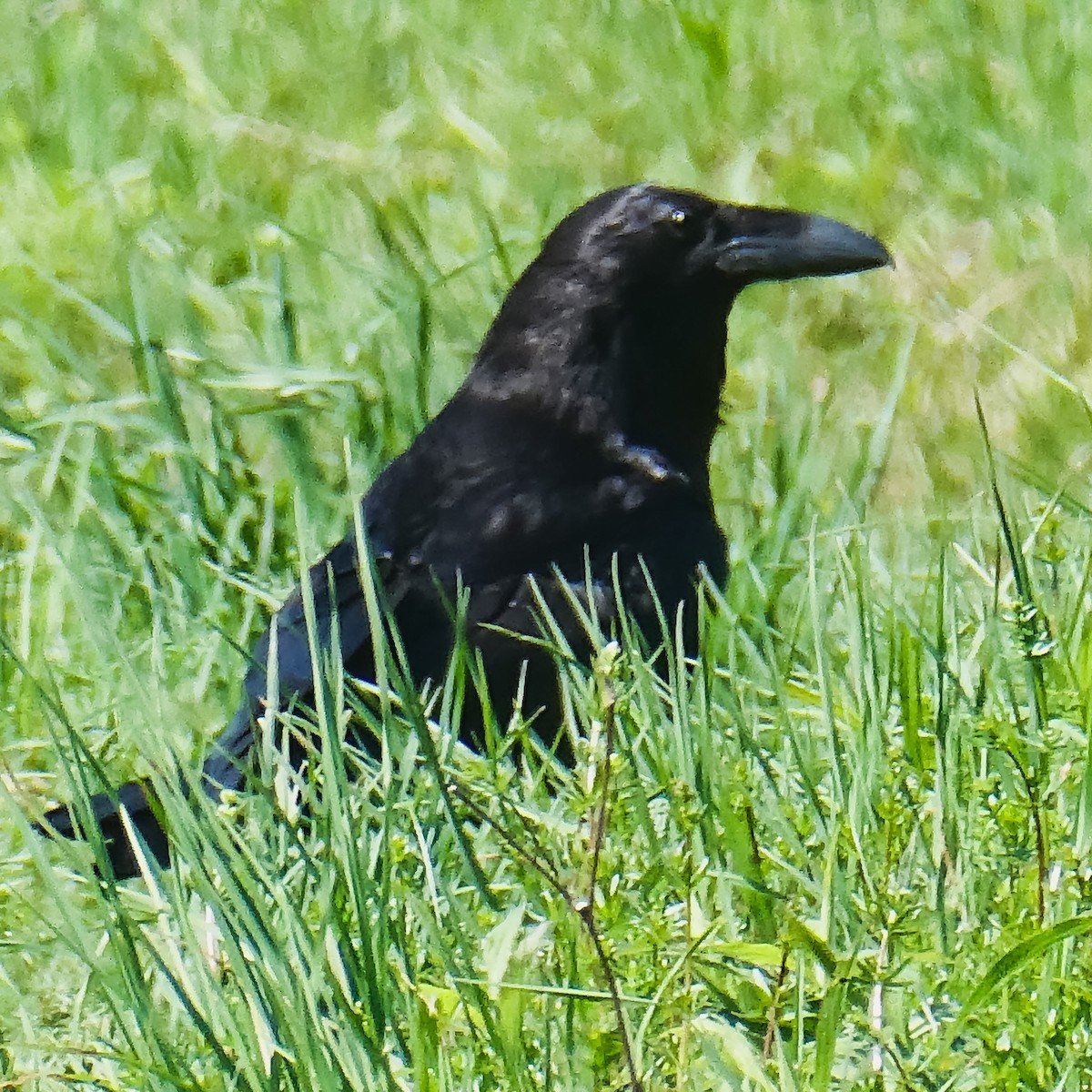 Common Raven - Clay Poitras