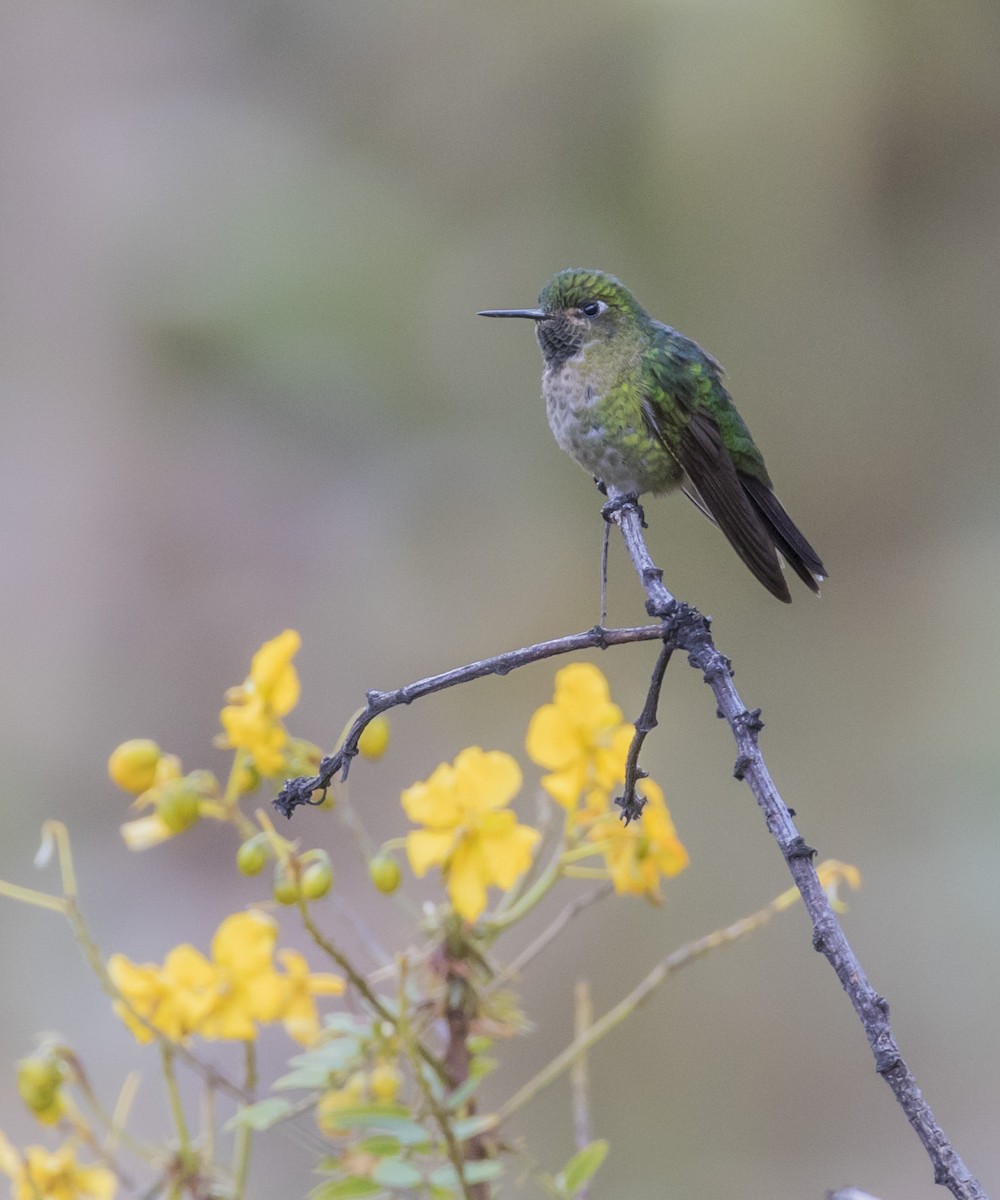 kolibřík dřišťálový - ML100834081