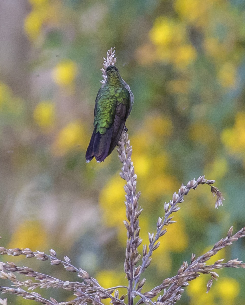 kolibřík dřišťálový - ML100834091