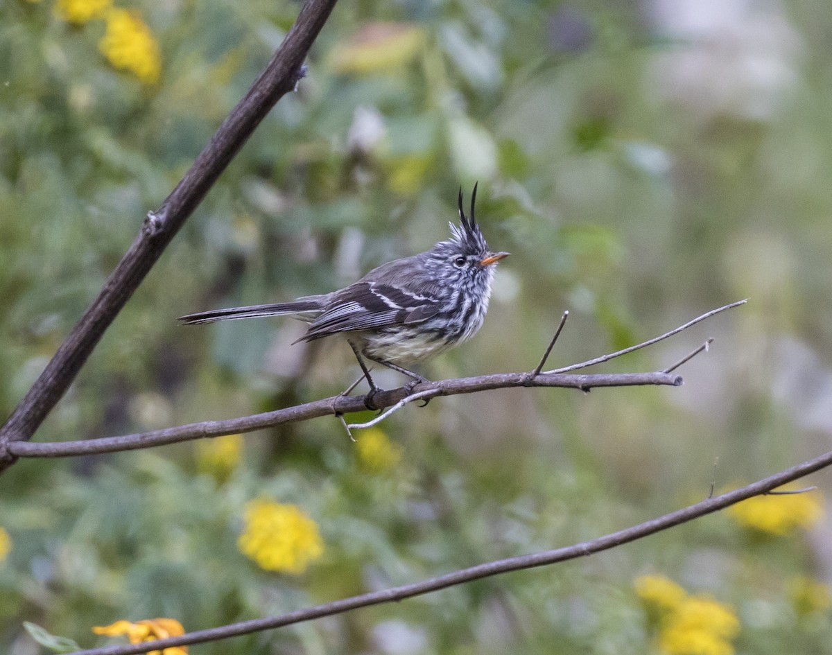 Yellow-billed Tit-Tyrant - Mouser Williams