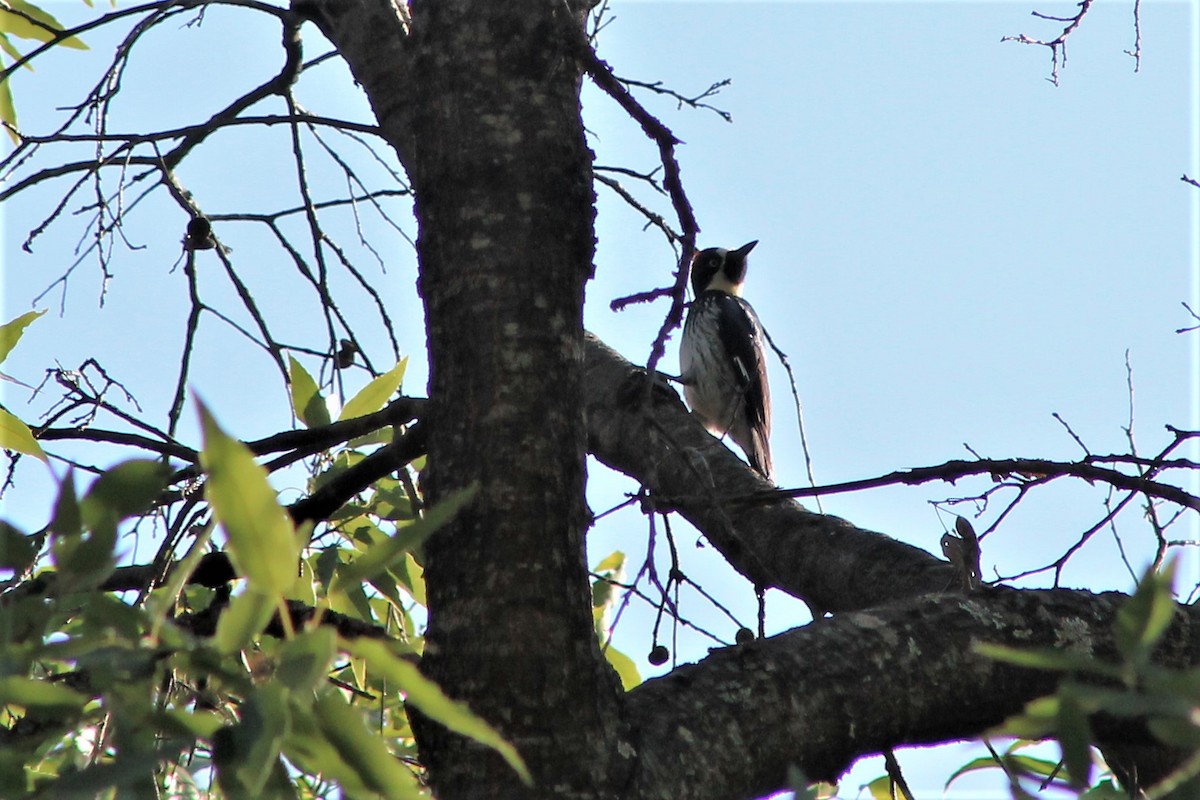Acorn Woodpecker - ML100836911