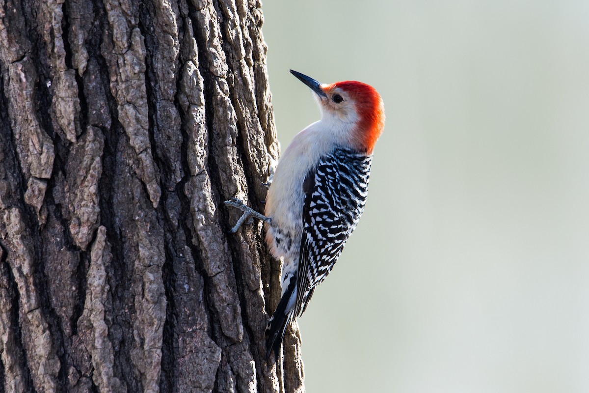 Red-bellied Woodpecker - Roy Copeland
