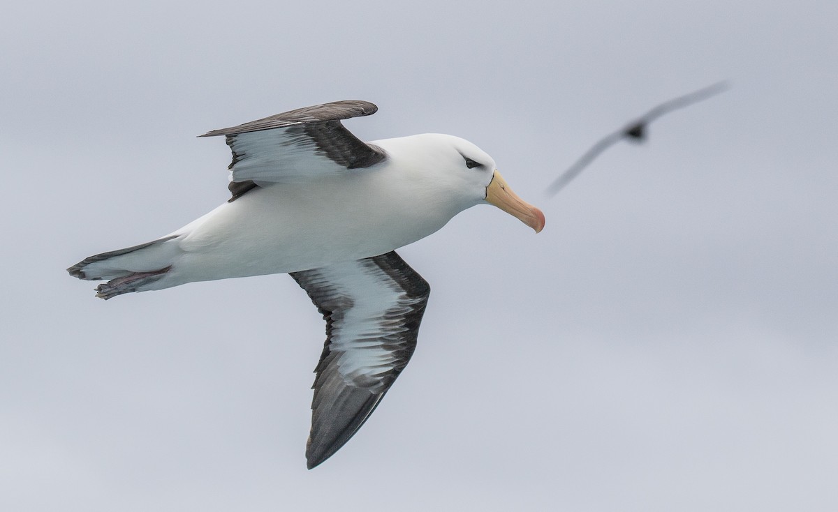 Black-browed Albatross - Peter Crook