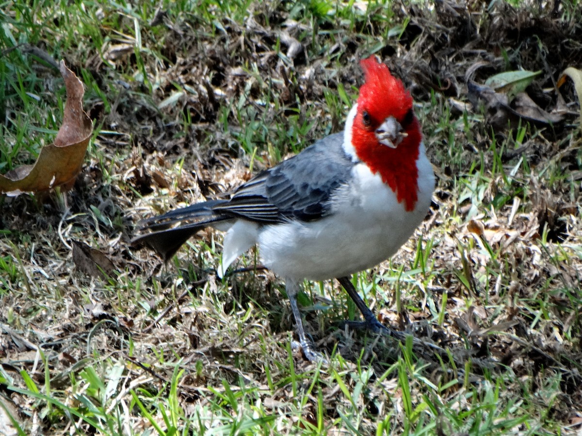 Red-crested Cardinal - Carolina  Tosta Mayoral