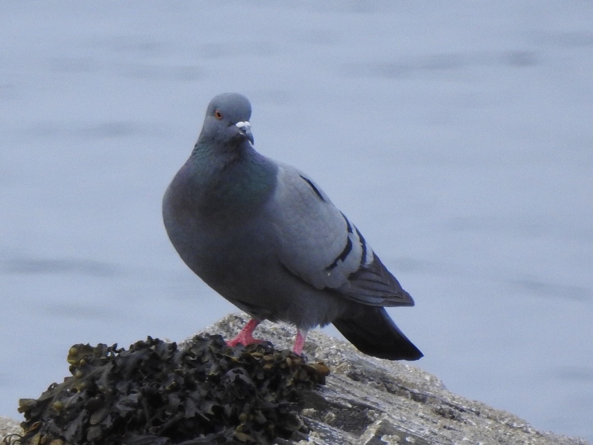 Rock Pigeon (Wild type) - ML100838621