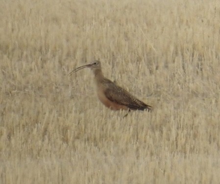 Long-billed Curlew - ML100839291