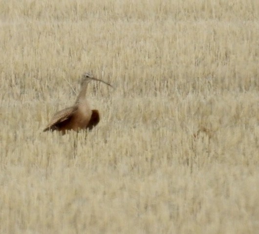 Long-billed Curlew - ML100839311