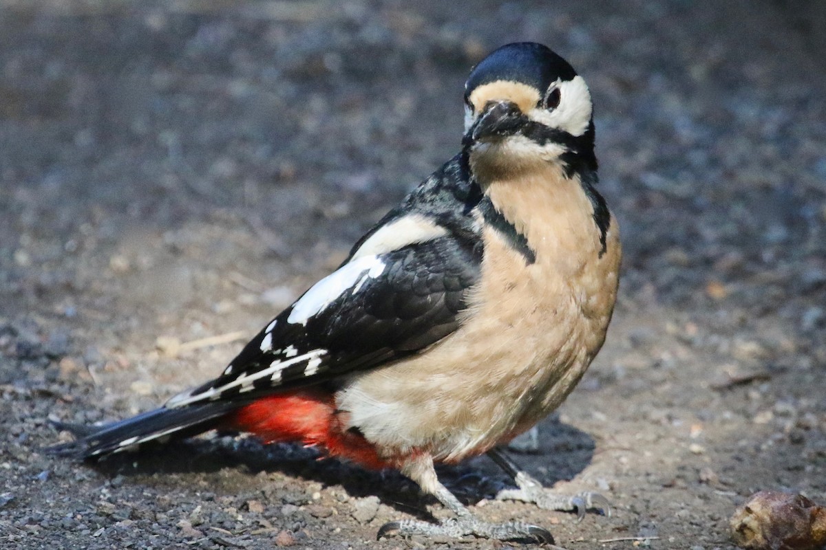 Great Spotted Woodpecker (Canarian) - Gil Ewing