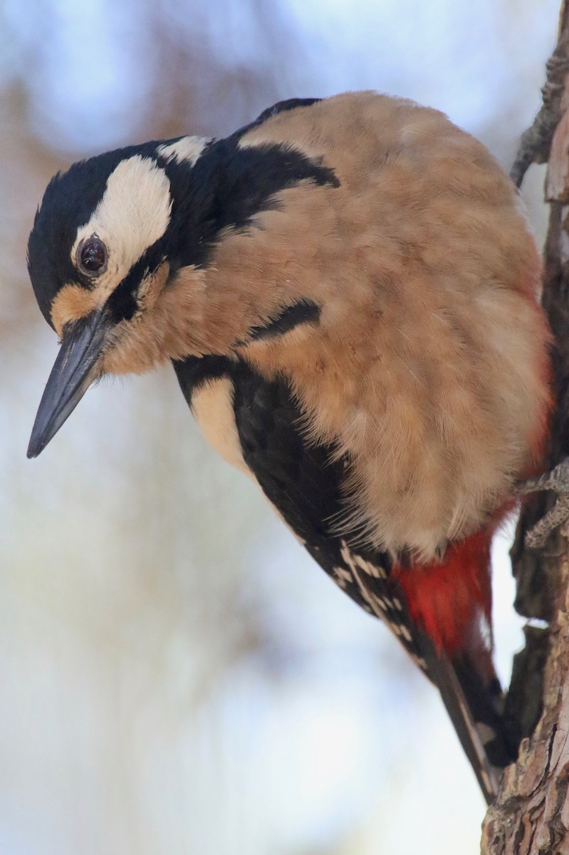 Great Spotted Woodpecker (Canarian) - ML100840551