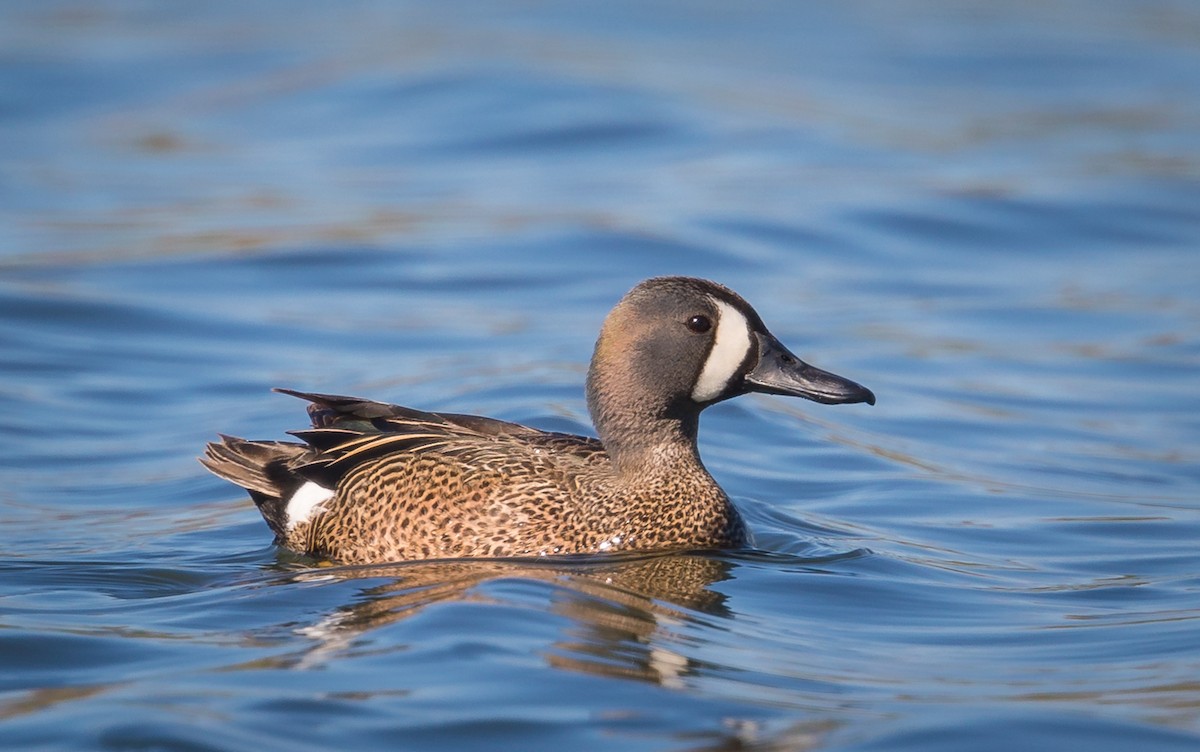 Blue-winged Teal - ML100843581