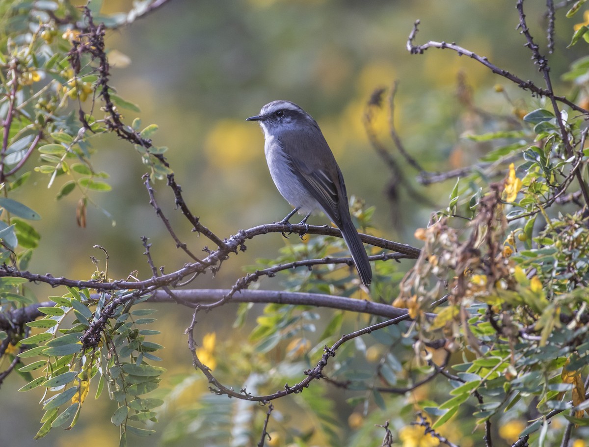 White-browed Chat-Tyrant - ML100843721