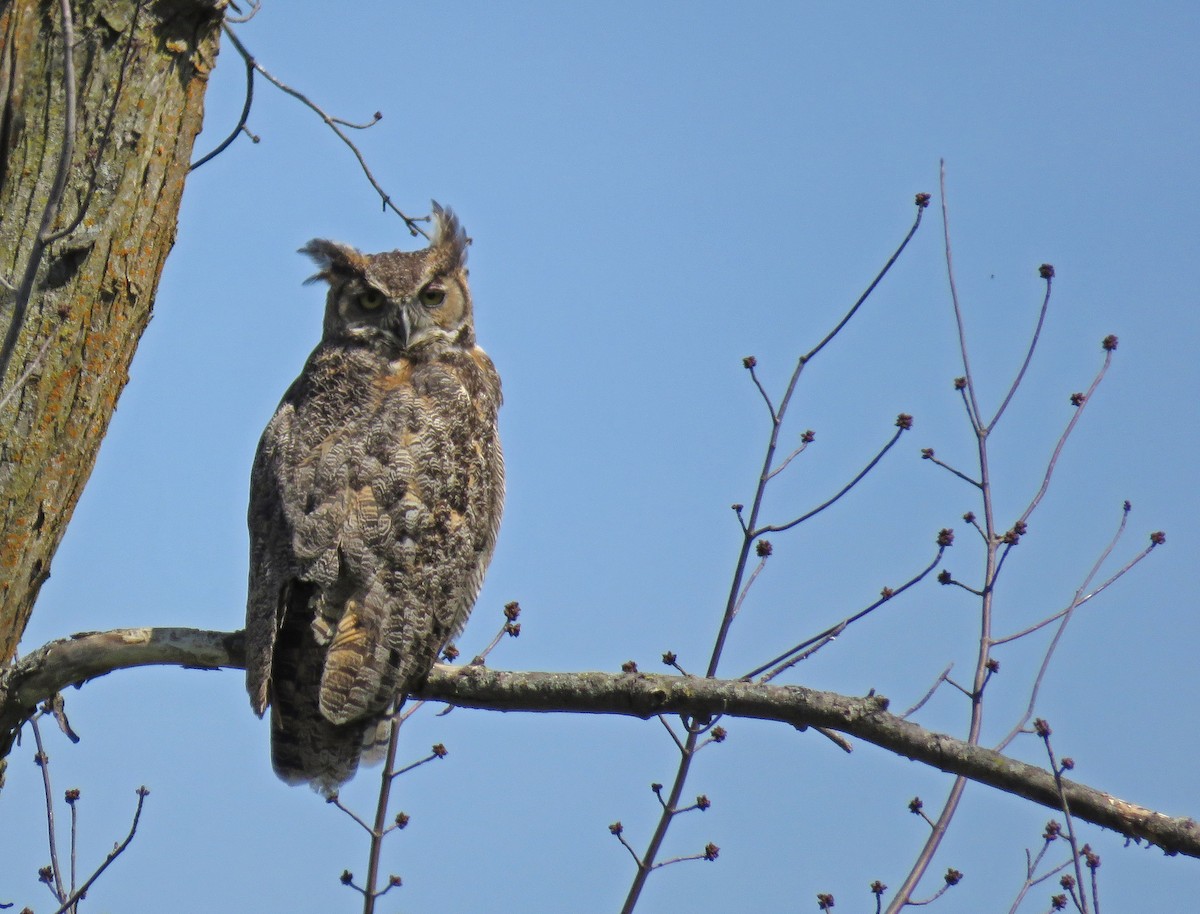 Great Horned Owl - ML100844341