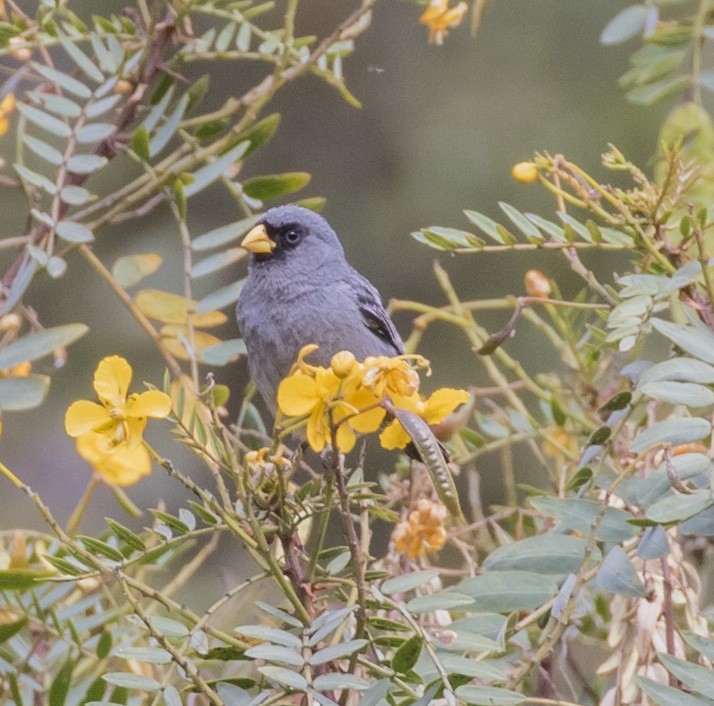 Band-tailed Seedeater - ML100844621