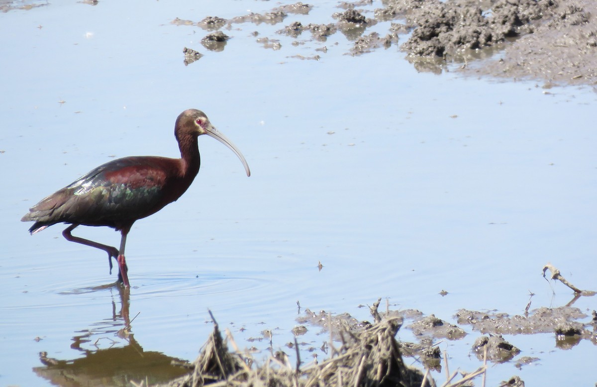 ibis americký - ML100845011