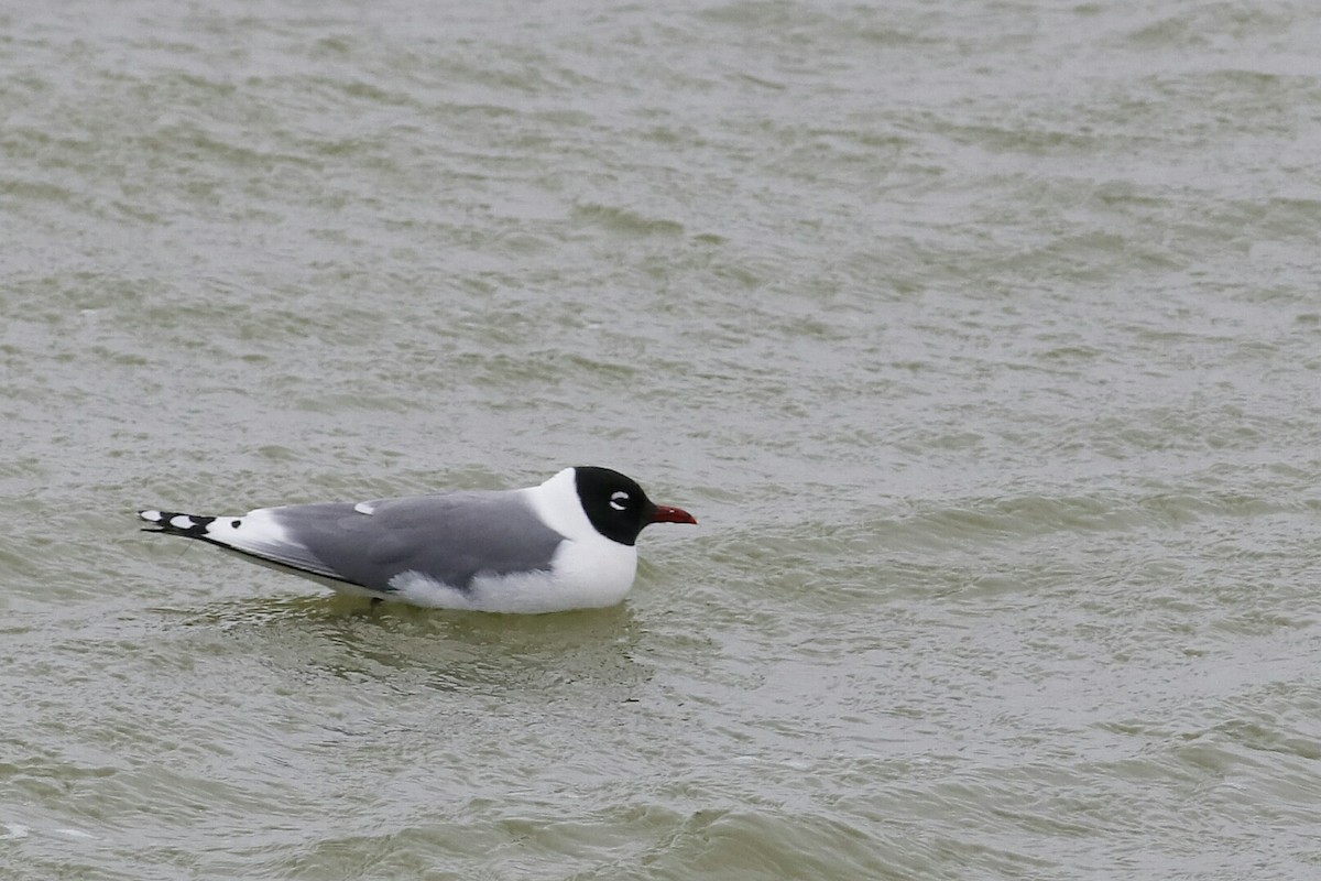 Franklin's Gull - Phil Chaon