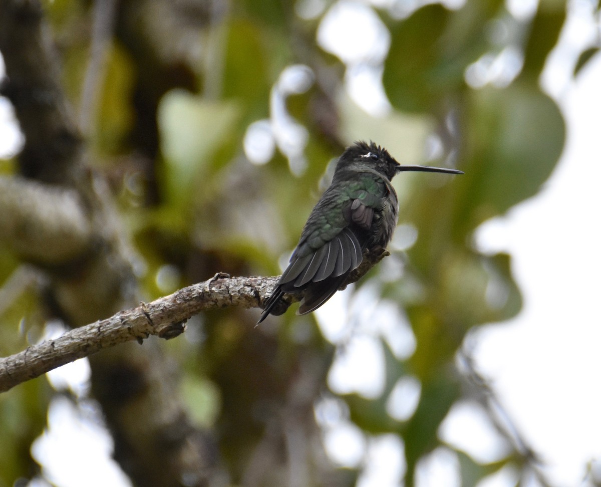 Talamanca Hummingbird - Suzette Stitely