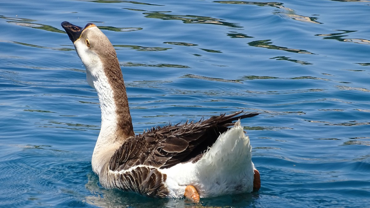 Swan Goose (Domestic type) - steve boyack