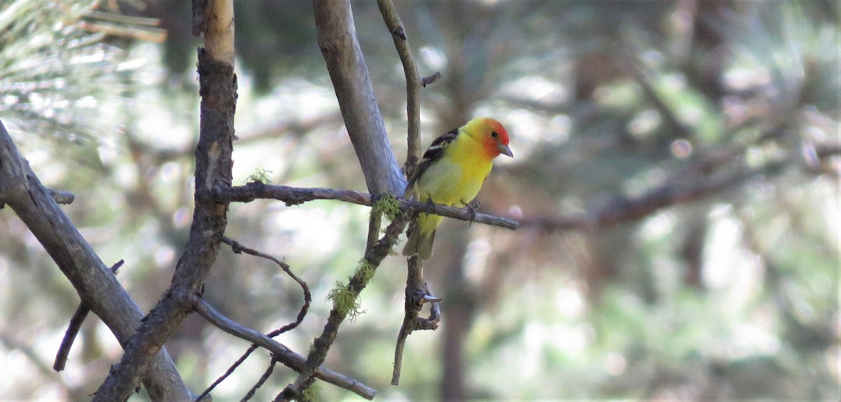 Western Tanager - ML100851521
