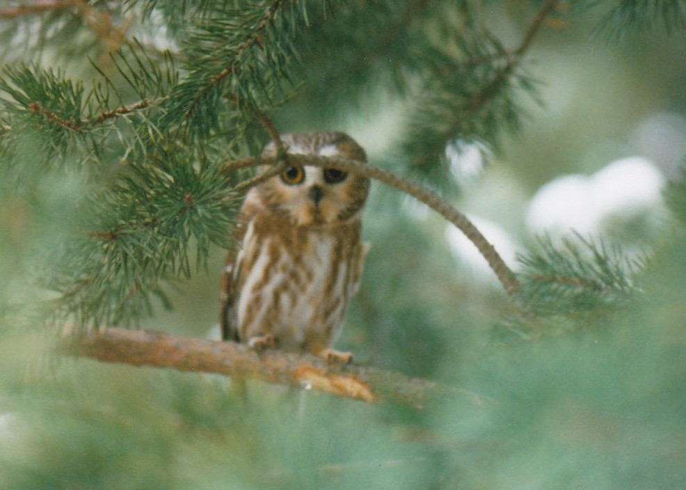 Northern Saw-whet Owl - Dave Klema