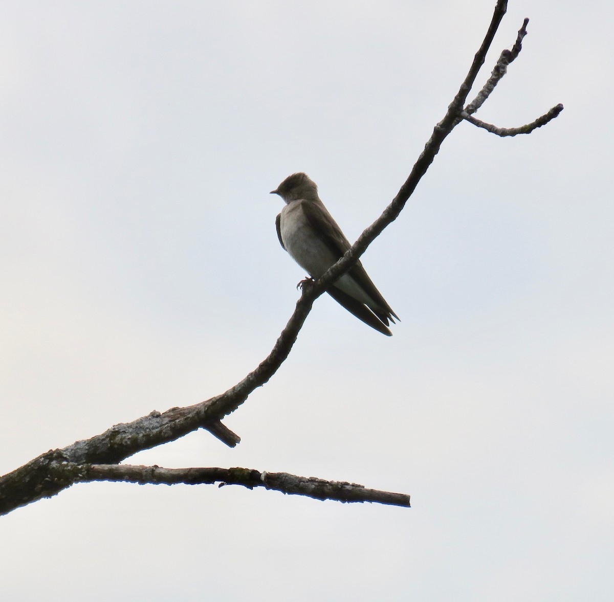 Northern Rough-winged Swallow - ML100856991