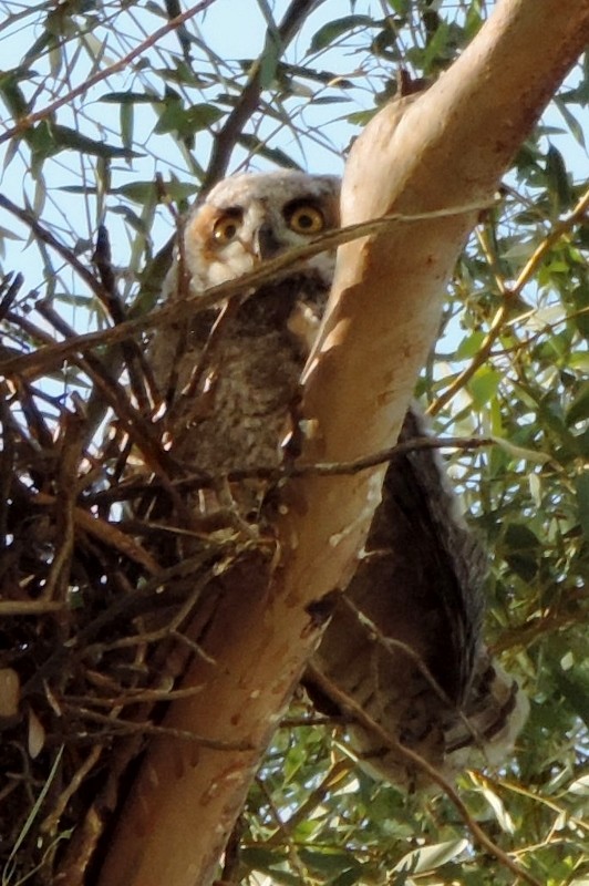 eBird Checklist 17 May 2018 Fountain Hills Town Hall Area 2 species
