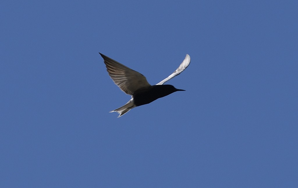 Black Tern - Dinu Bandyopadhyay