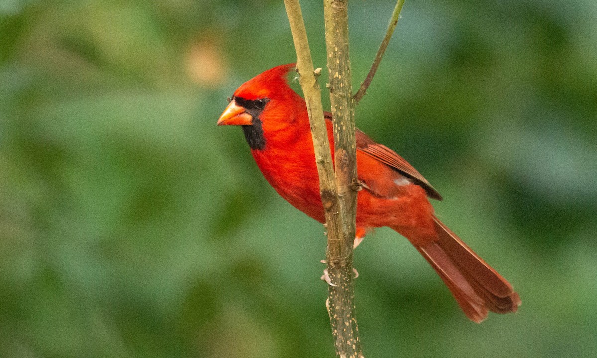Northern Cardinal - Paul Fenwick