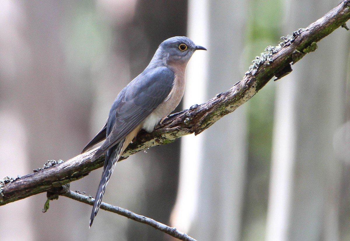Fan-tailed Cuckoo - Sandra Gallienne